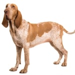 Bracco Italiano Dog breed