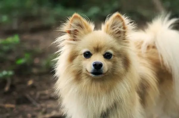 Pomchi Dog