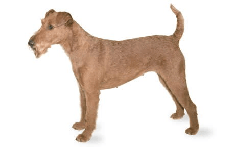 Irish Terrier dog standing up