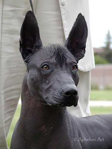 Xoloitzcuintli