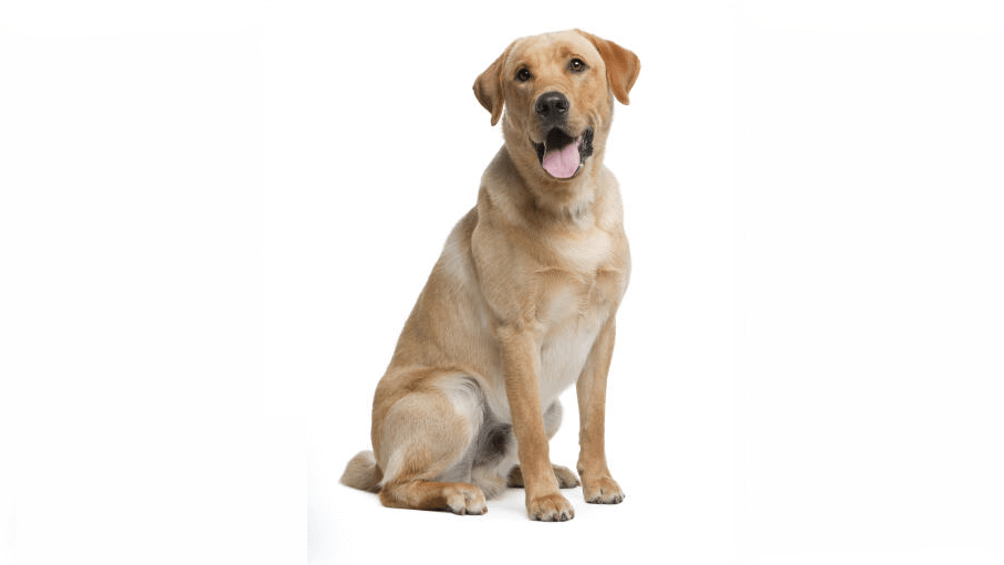 What is a labrador retriever dog