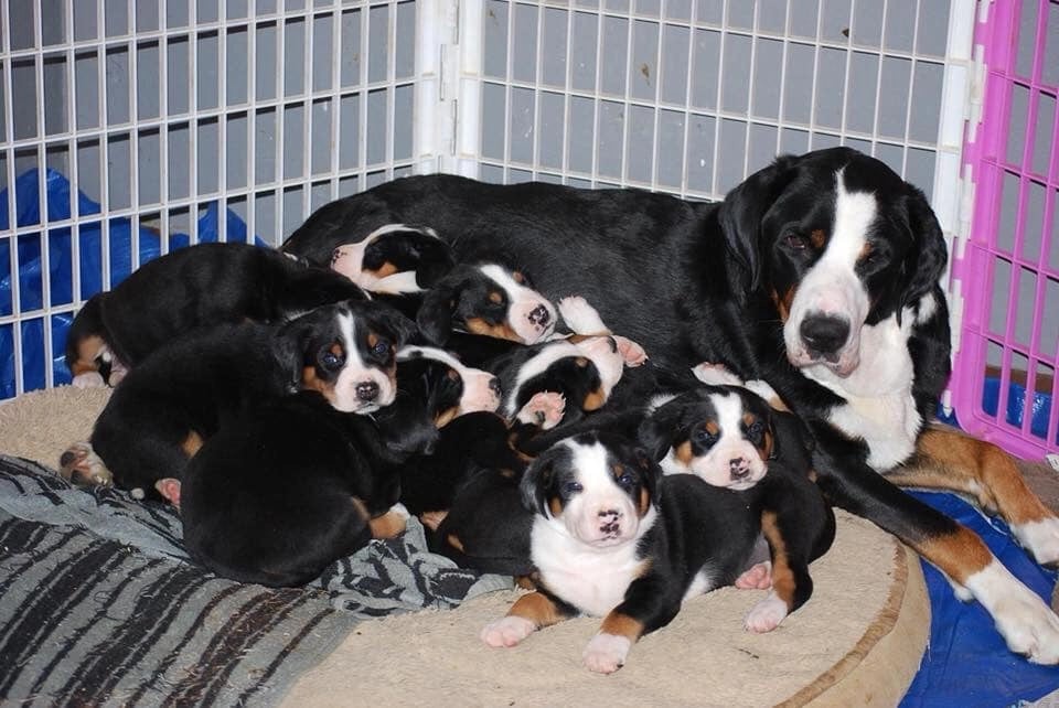 Greater Swiss Mountain Dog Physical Characteristics