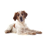 Brittany Dog breed