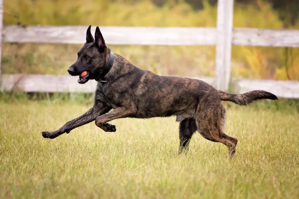 Dutch Shepherd dog