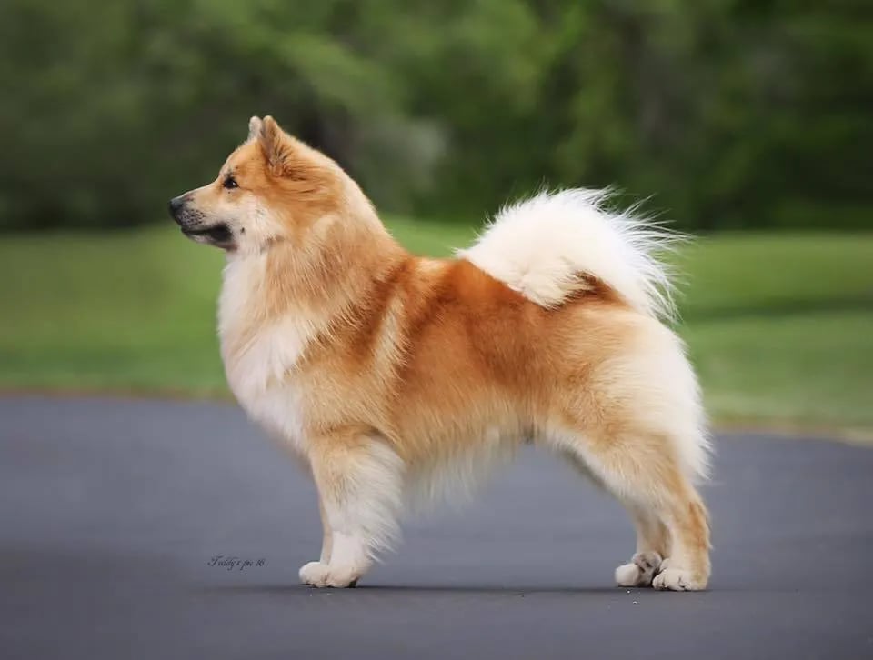 Icelandic Sheepdog