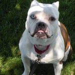 American Bulldog Dog Breed