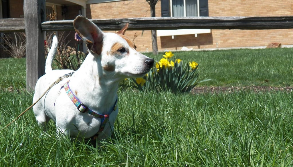 Jackshund Dog Breed