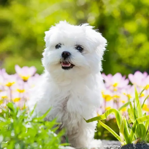 Maltese dog