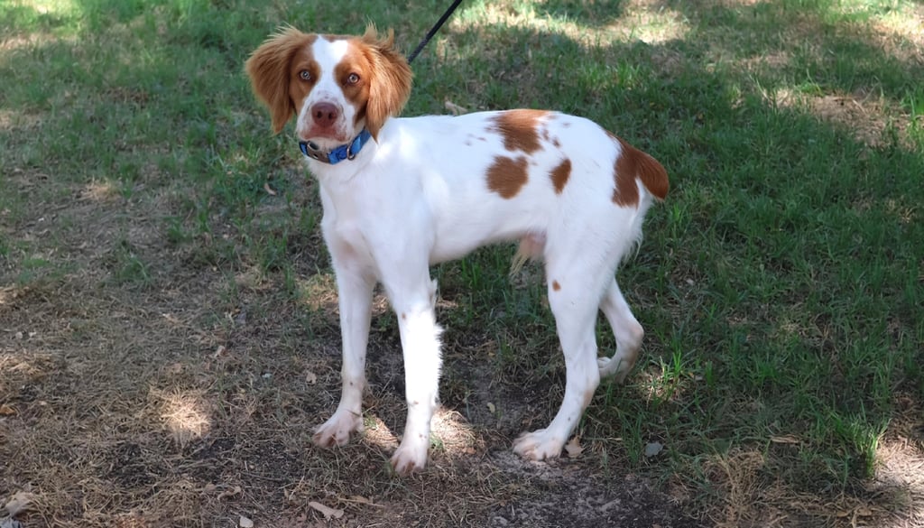 Brittany Spaniel Dog suitability as a Pet