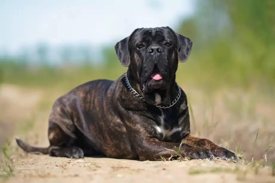 Cane Corso dog