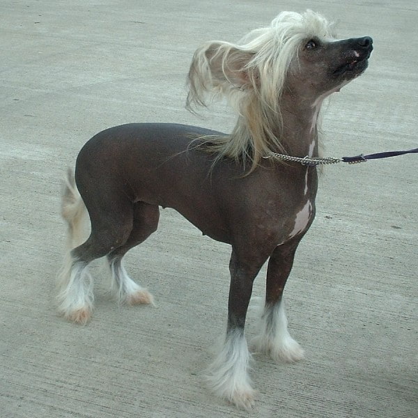 Chinese Crested