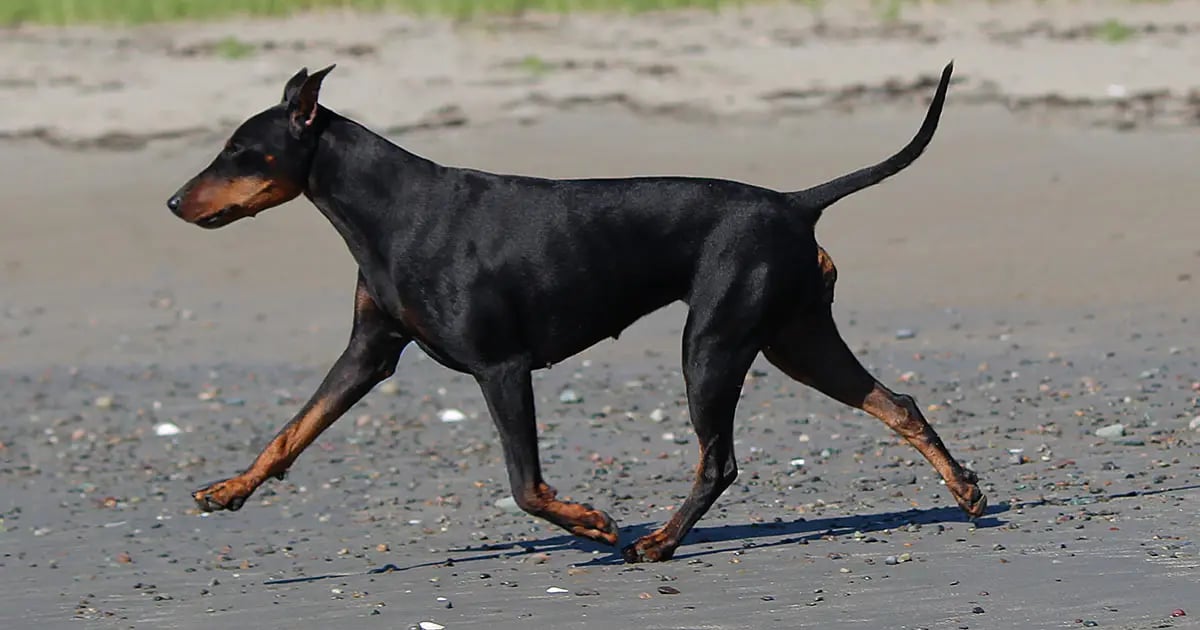 Manchester Terrier Dog