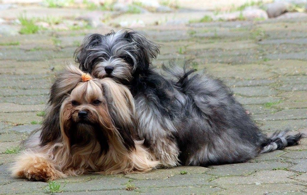 Tsvetnaya Bolonka dog breeds