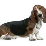 Basset Hound Dog breed