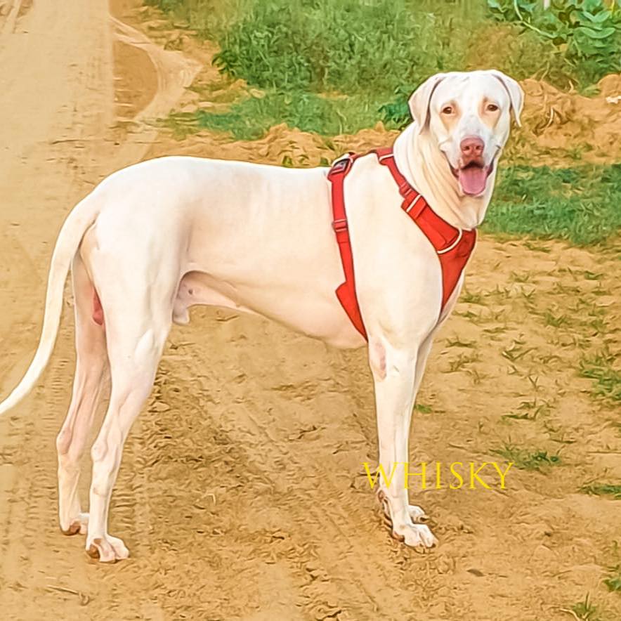 Rajapalayam Dog