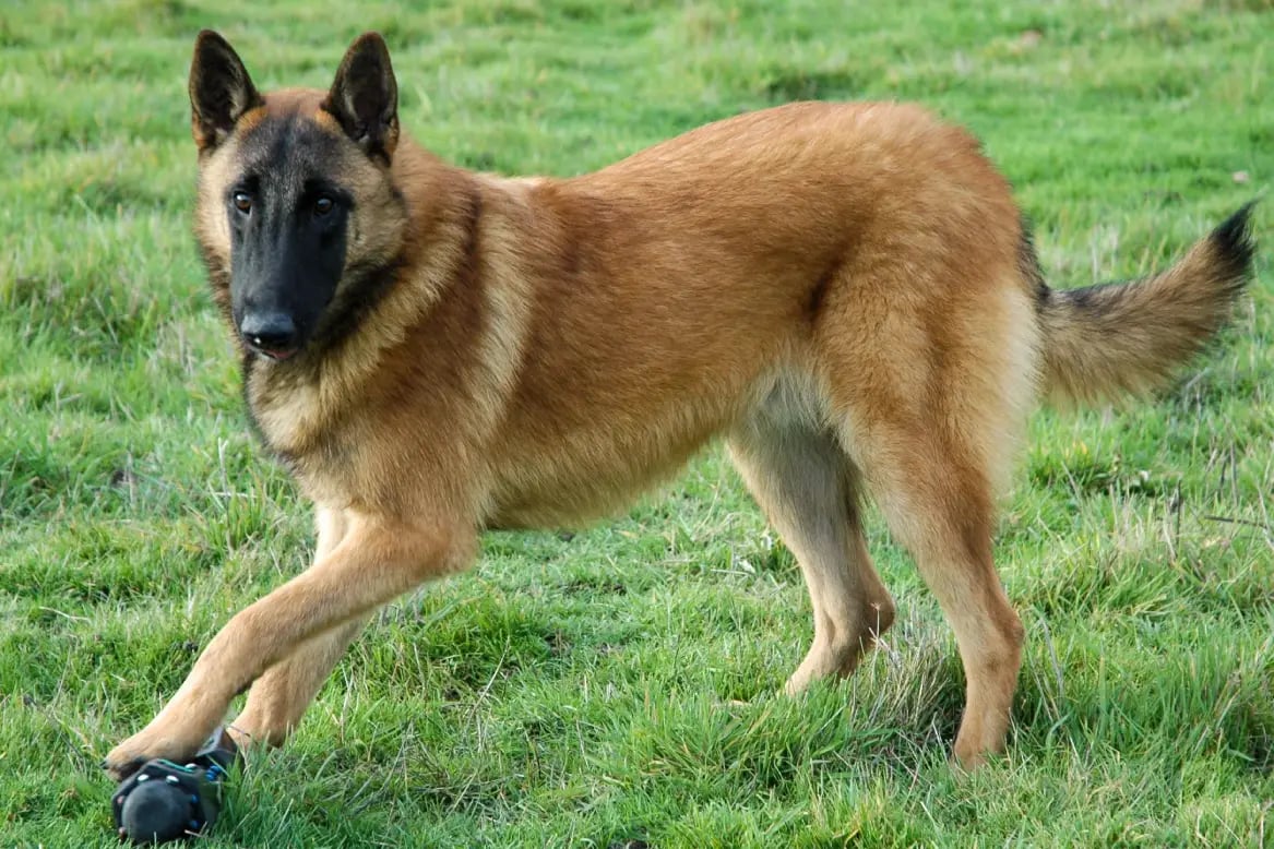 Belgian Malinois Dog