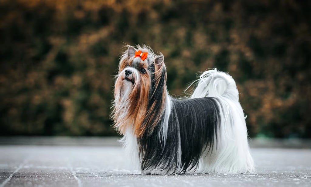 Biewer Terrier dog breed