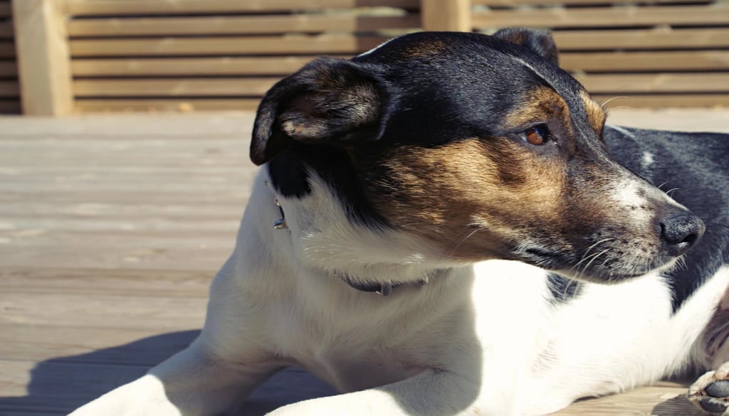 Danish-Swedish Farmdog dog breeds