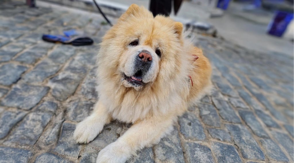 Chow Chow The Quiet Guardian