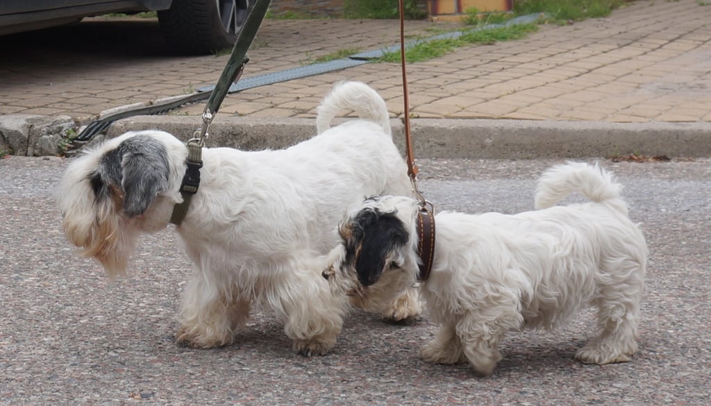 Sealyham Terrier Dog suitability as a Pet