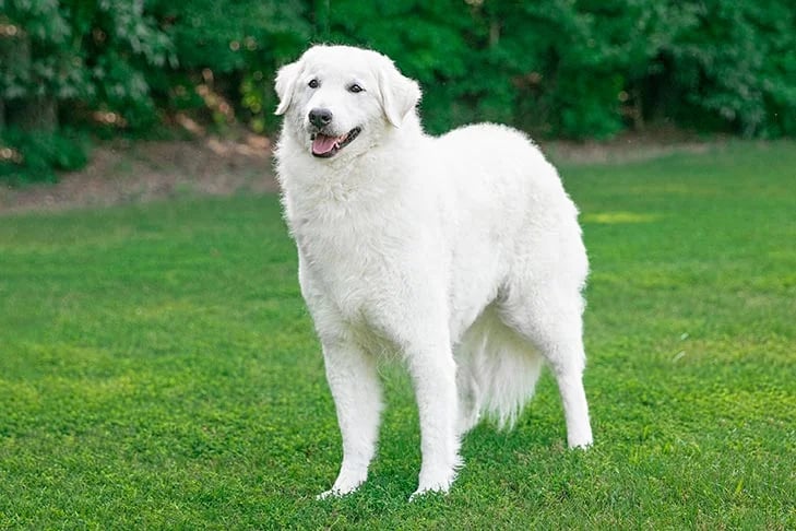 Kuvasz dog