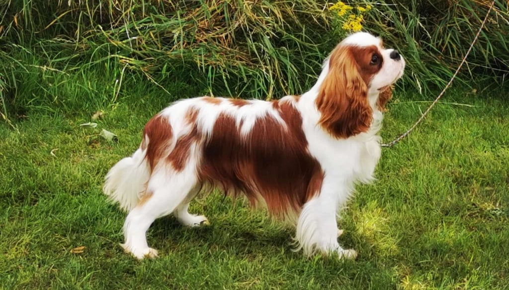 King Charles Spaniel Dog Physical Characteristics