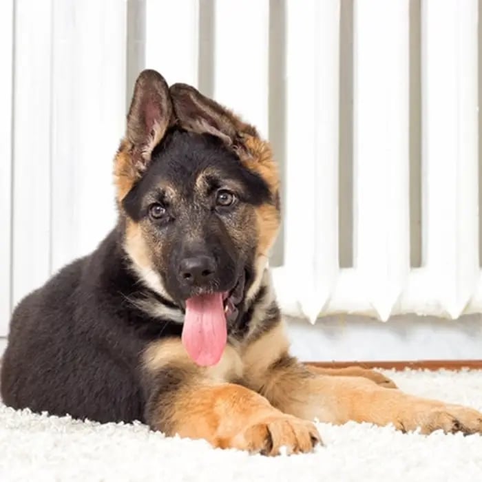 German Shepherd dog