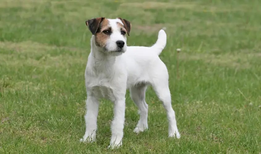 Jack Russell Terrier dog