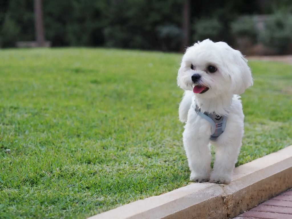 maltese Dog