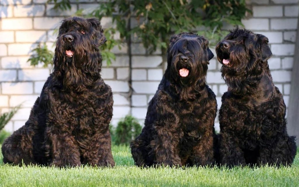 Black Russian Terrier Dog Physical Characteristics