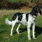 Large Munsterlander Dog Breed