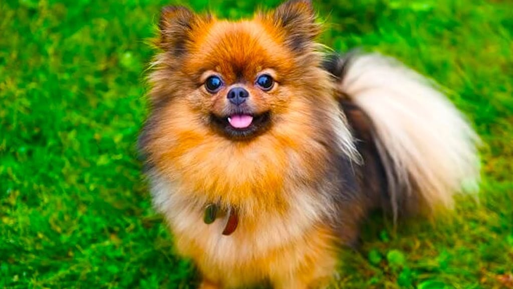 Pomchi dog