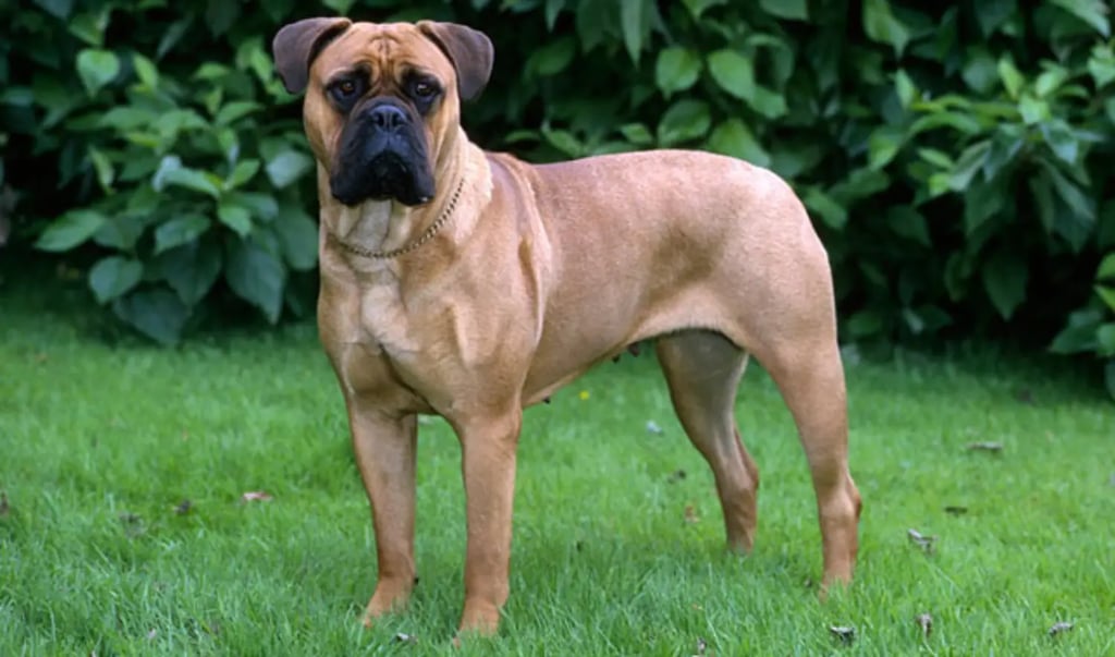 Bullmastiff dog