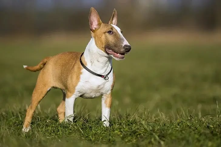 Miniature Bull Terrier dog