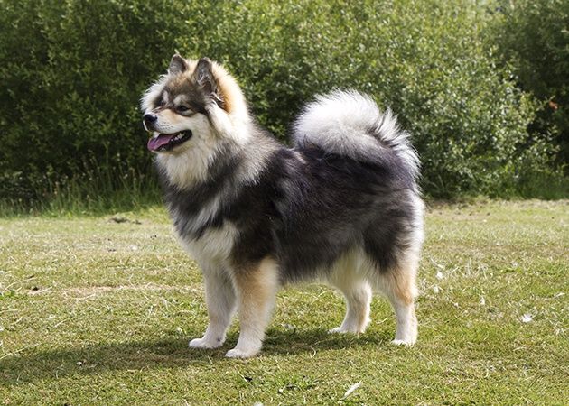 Finnish Lapphund