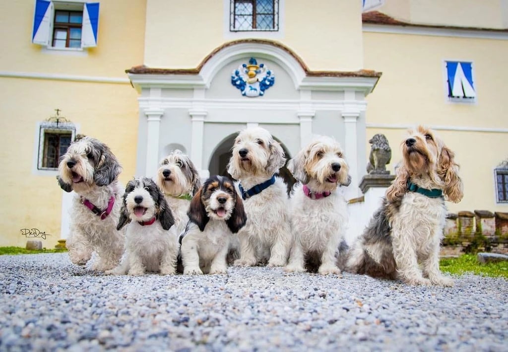 Grand Basset Griffon Vendeen Dog grooming salon