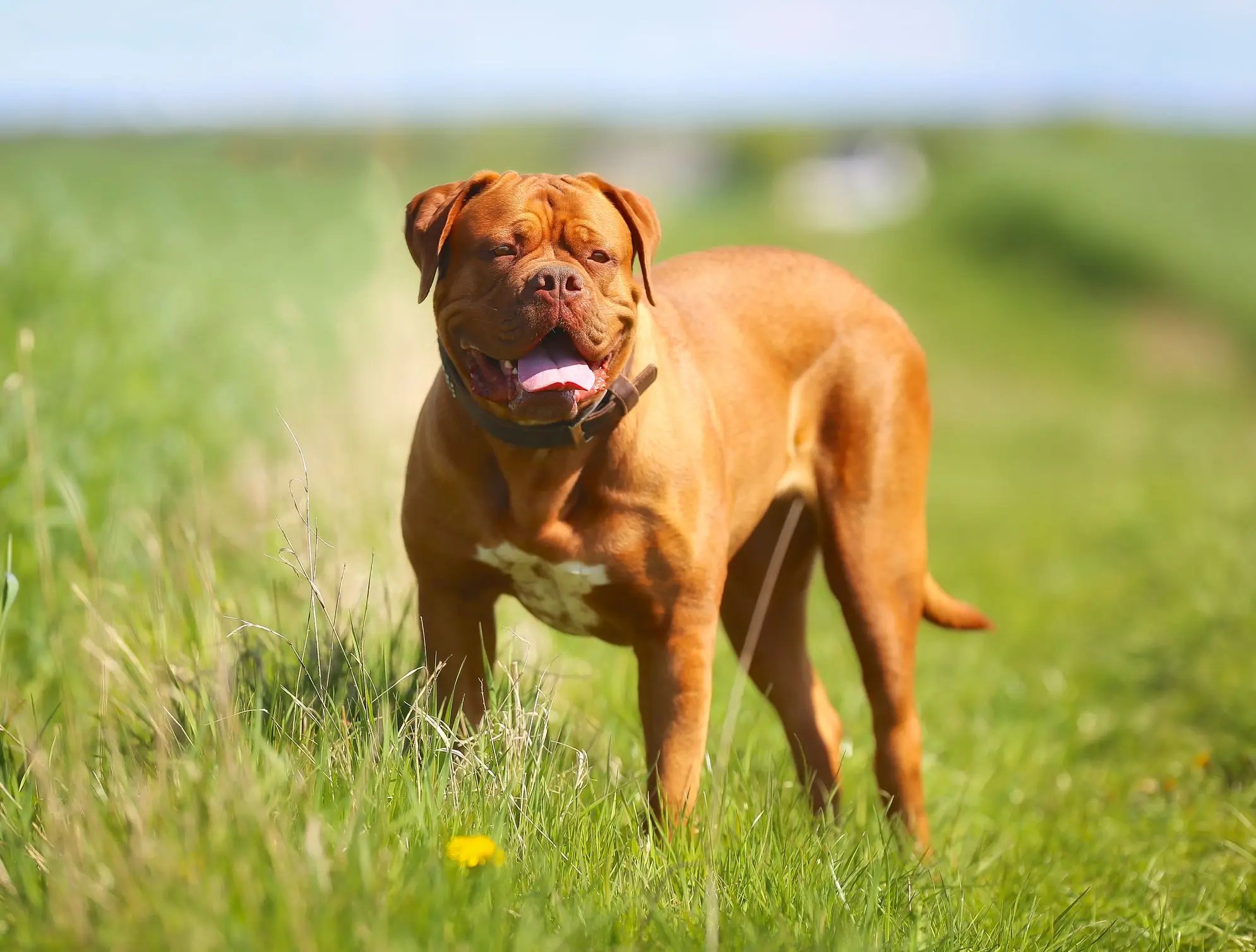 Dogue de Bordeaux dog