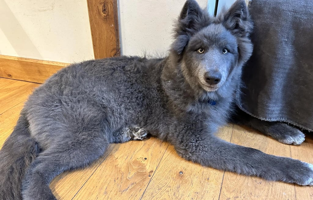 Blue WolfDog of Blue bay Shepherd dog