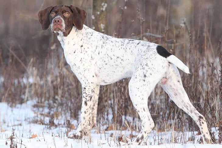 Braque Francais dog