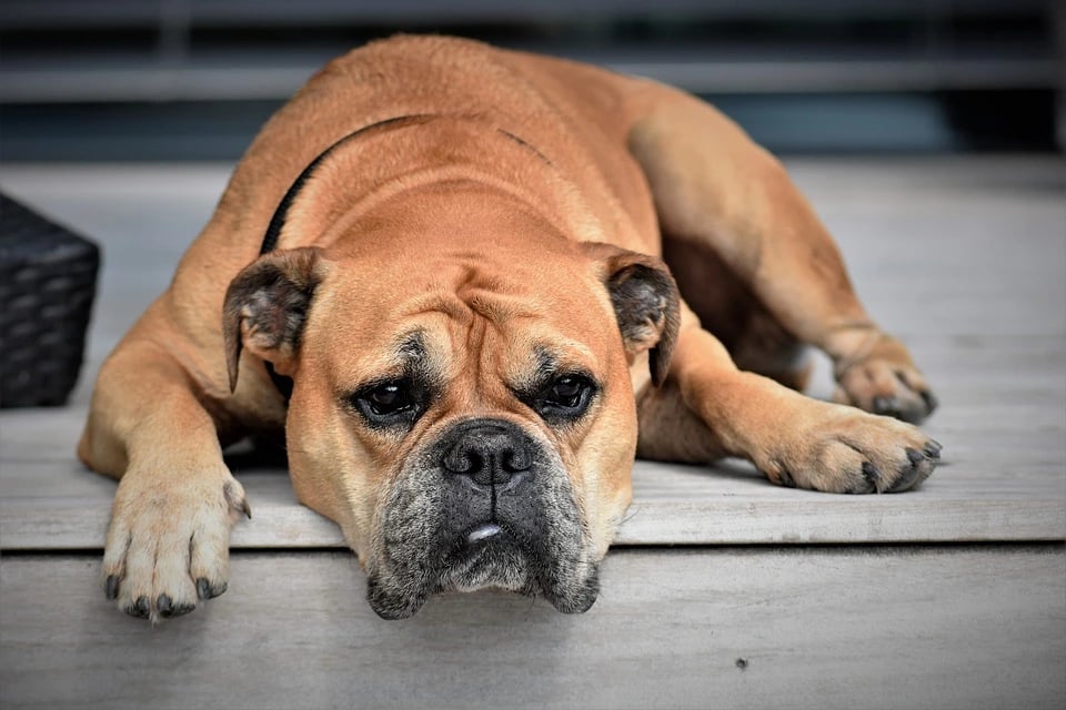 Continental Bulldog Care and Maintenance