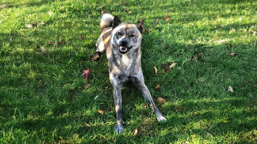 Hokkaido Dog Physical Characteristics