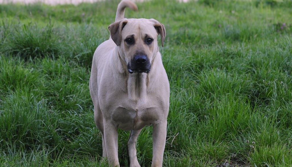 Cimarrón Uruguayo dog breeds