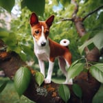 Basenji Dog breed