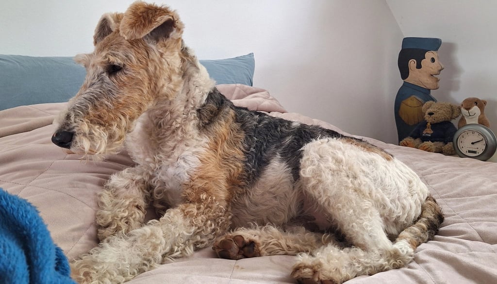 Welsh Terrier Dog suitability as a Pet