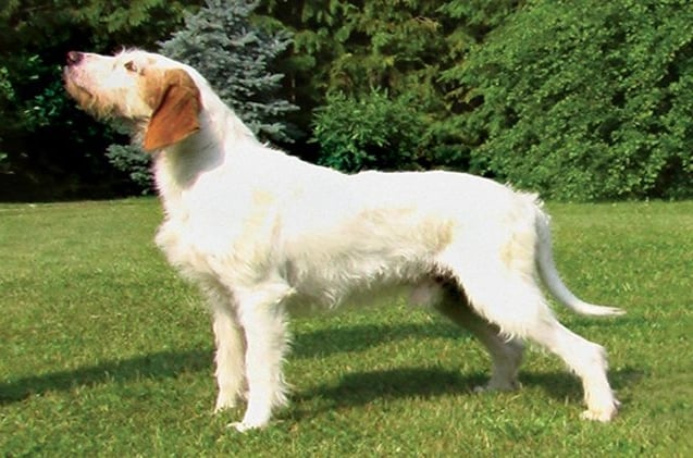 Istrian Coarse-haired Hound Dog breeds