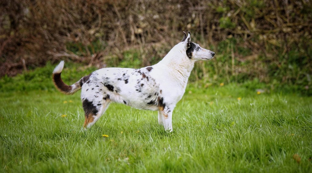 Smooth Collie Dog Physical Characteristics