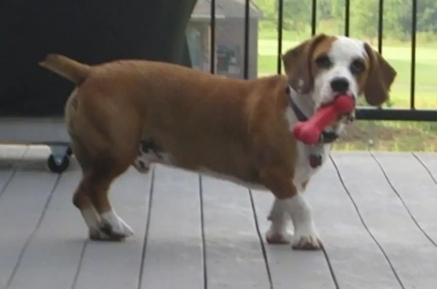 French Bulldog Basset Hound mix dog