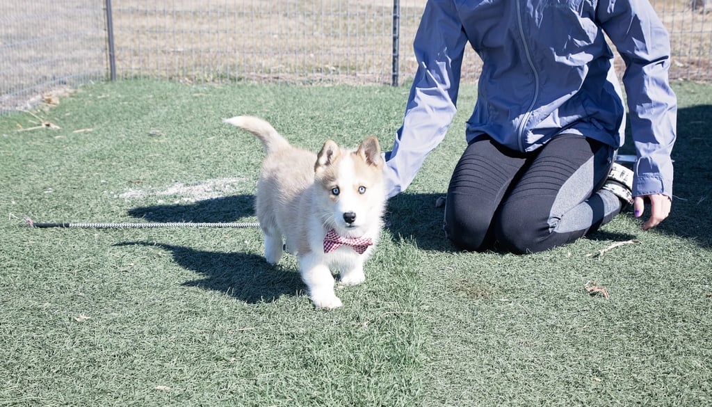 Horgi Dog suitability as a Pet