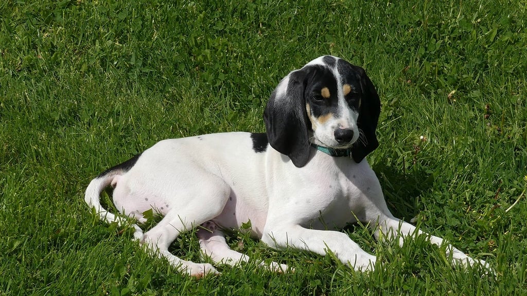 The Ariégeois dog breed