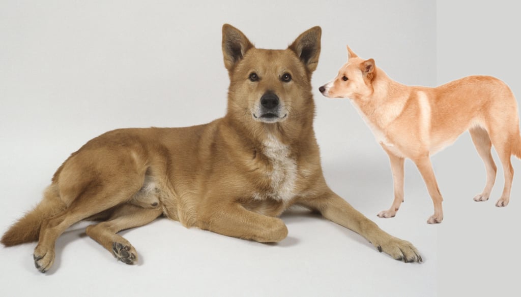 Canaan Dog Dogs Breeds